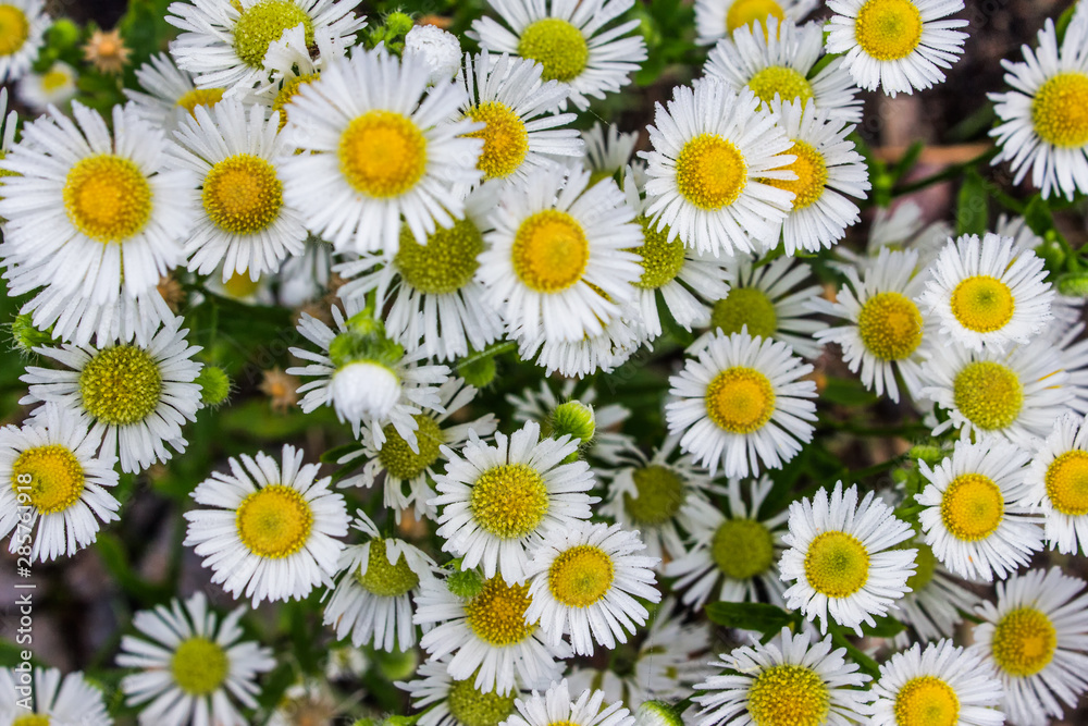 Obraz premium Top view of wild meadow camomile daisies flowers.