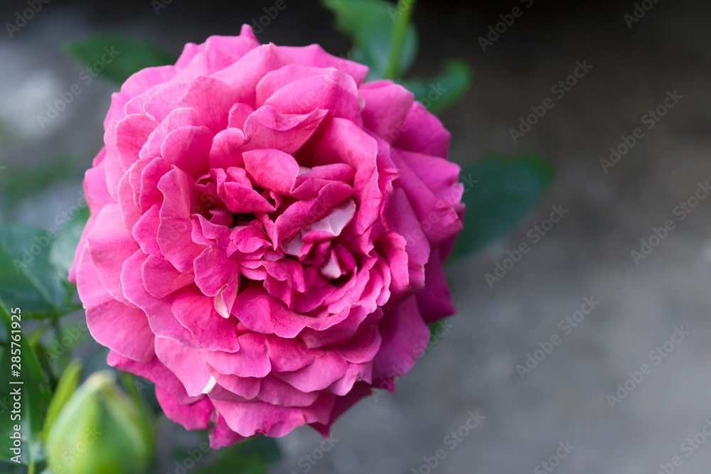 Close up of an extra large pink garden rose on dark background.