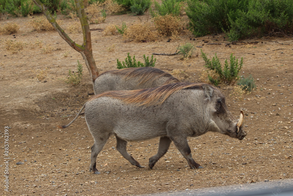 Fototapeta premium phacochères