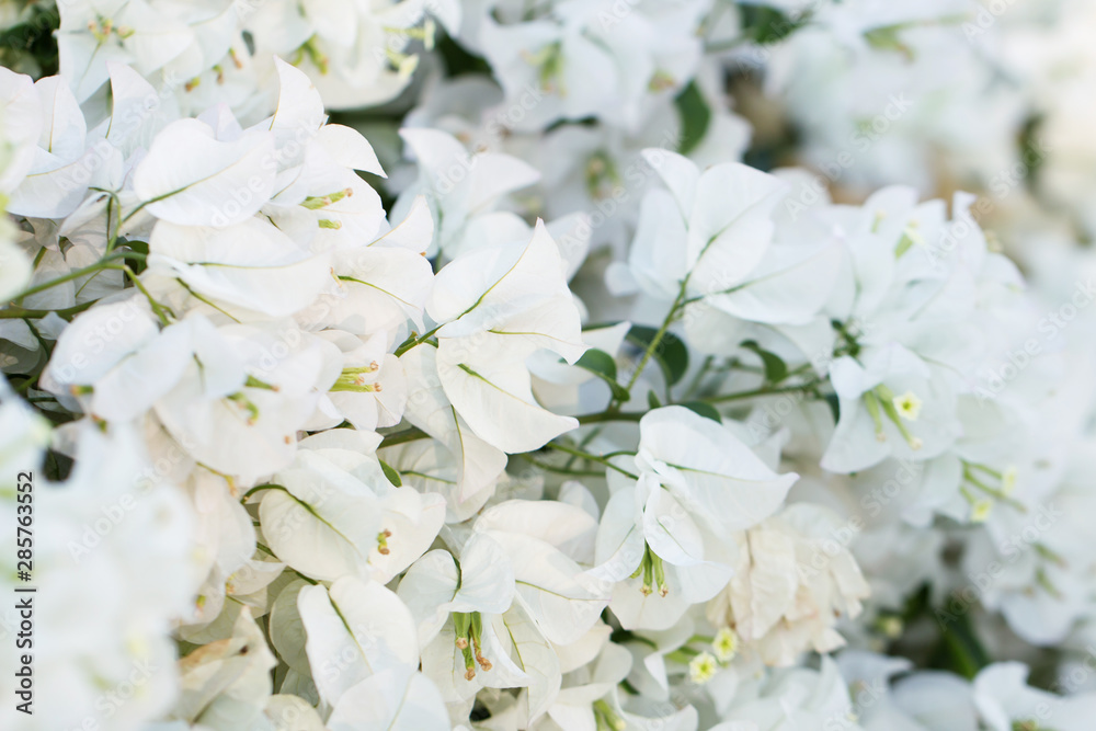 Beautiful white bougainvillea flowers in garden, nature background. Vintage tone