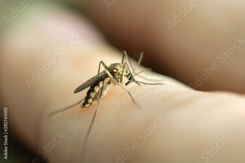 close up mosquito sucking blood from human skin