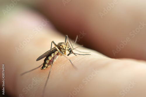 close up mosquito sucking blood from human skin