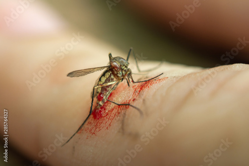Close up mosquito dead on hand