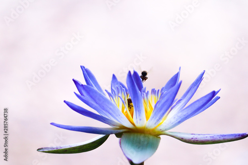 Insects and flowers
