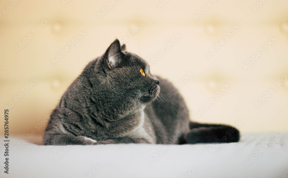 Domestic lovely cat. British shorthair cat with expressive orange eyes while laying on the bed in room. 