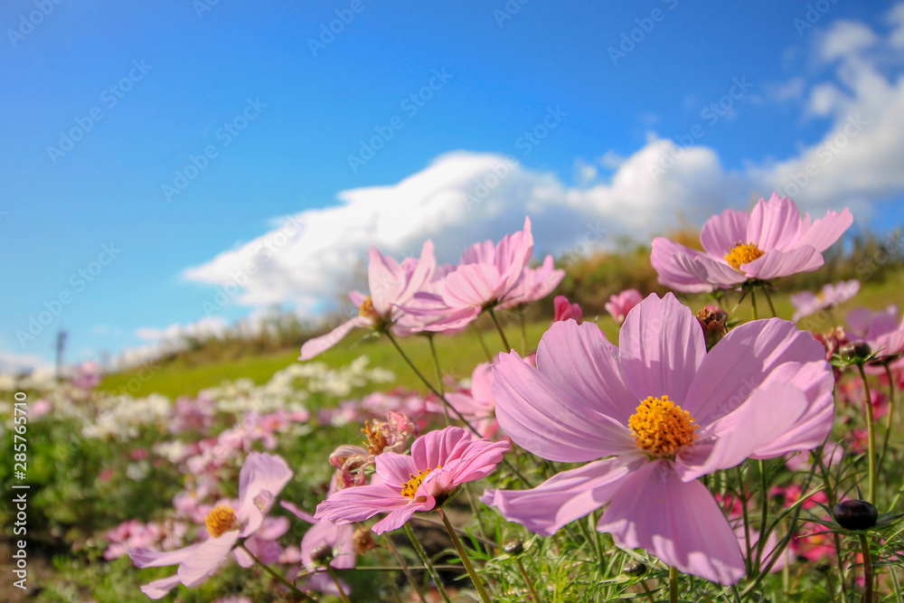 コスモスと青空