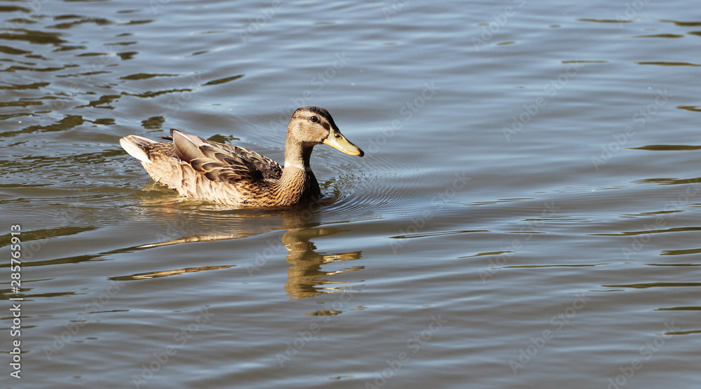 female mallard duck on the pond female mallard duck on the pond