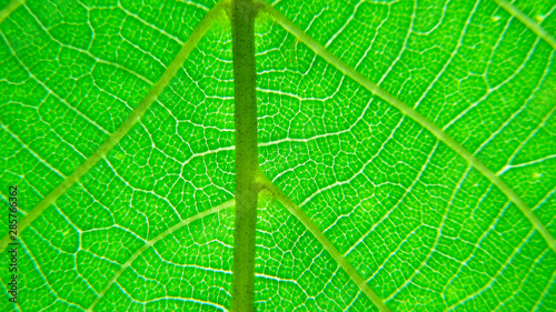 Green leaf macro photo.  Green leaf  background. Green leaf texture