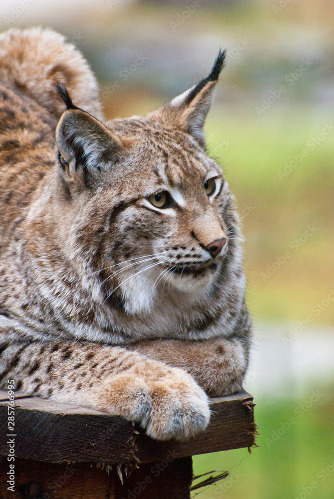 Eurasian lynx (Lynx lynx) portrait of the medium-sized wild cat. Eurasian lynx (Lynx lynx) portrait of the medium-sized wild cat.