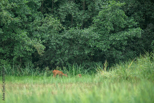 Roe deer doe with fawns gazing at edge of forest.