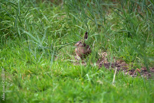 Wild rabbit sitting between tall grass in meadow.