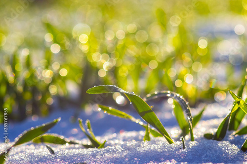 Green grass in the snow with dew drops in the morning sun_