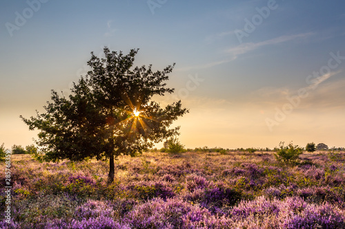 Purple pink heather in bloom Ginkel Heath Ede in the Netherlands. Famous as dropping zone for the soldiers during WOII operation Market Garden Arnhem. photo