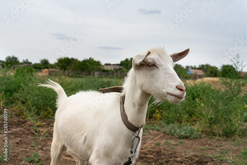 portrait of white house goat on the field . farm animals.