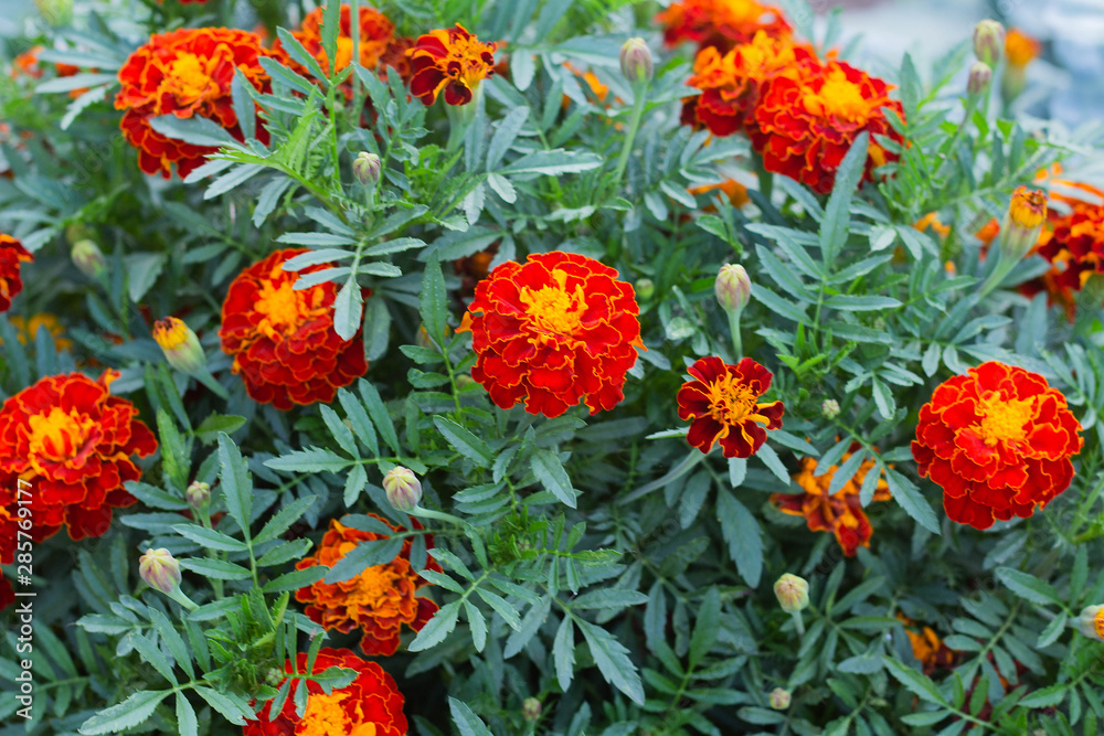 Beautiful marigold flowers. Close-up marigold flowers Beautiful marigold flowers. Close-up marigold flowers