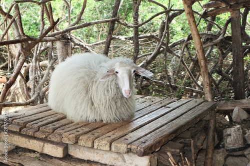 Goat in a park