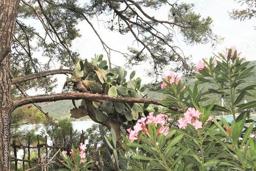 Flowers on a tree