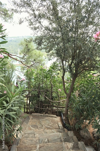 Tree in the garden