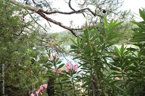 Flowers in the park