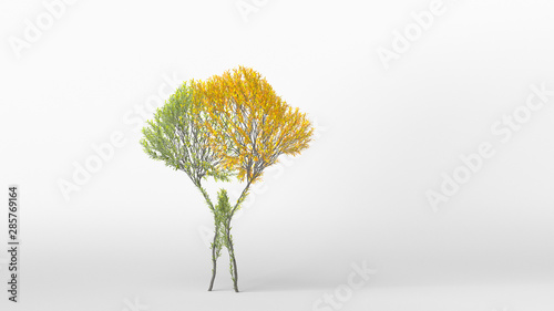 Growing Tree in a shape of Human. Eco Concept. 3D rendering. © Evgen
