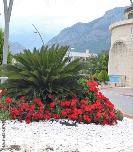 Red flowers on the white stones