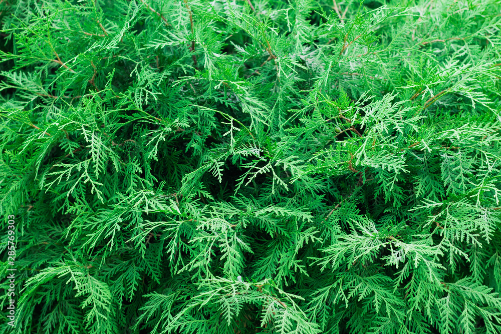 Branches of arborvitae close-up. Branches of arborvitae close-up.