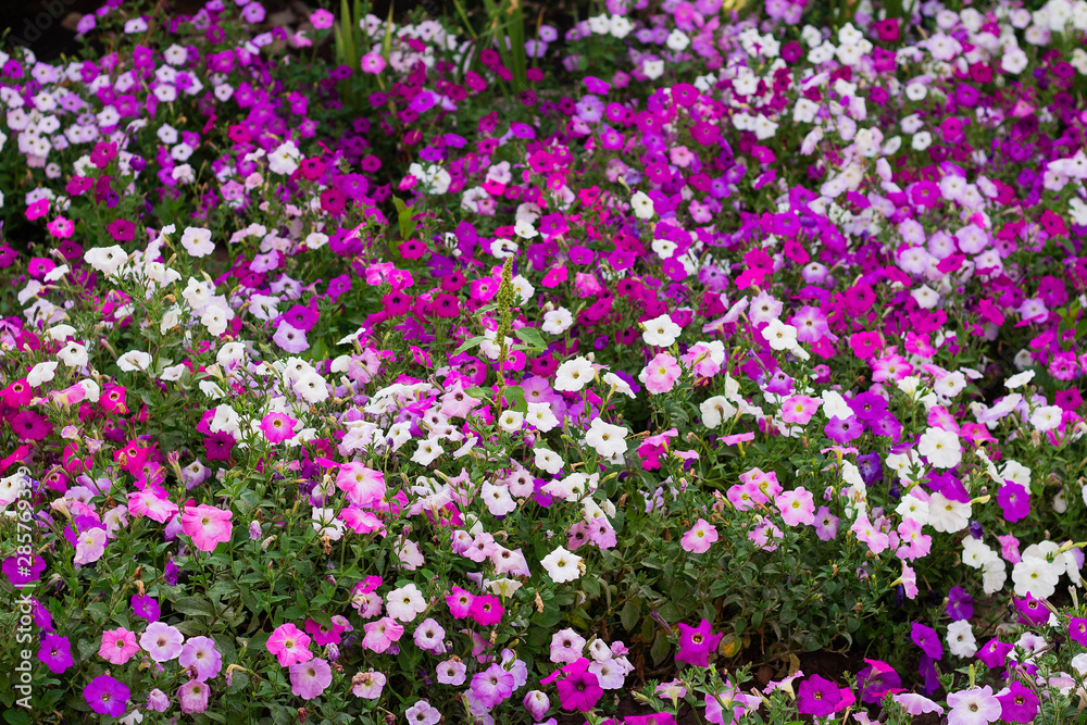 petunia flowers in the garden