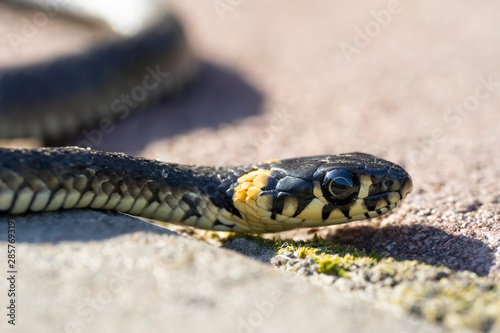 little grass snake(Natrix natrix) on the garden path, non-venomous snake, close-up.