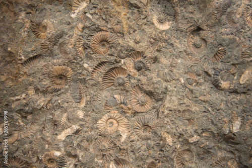 An ancient petrified shell in a limestone stone at an archaeological site. Ancient marine petrified animals and artifacts. Texture