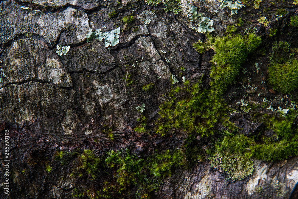 green moss texture on tree bark