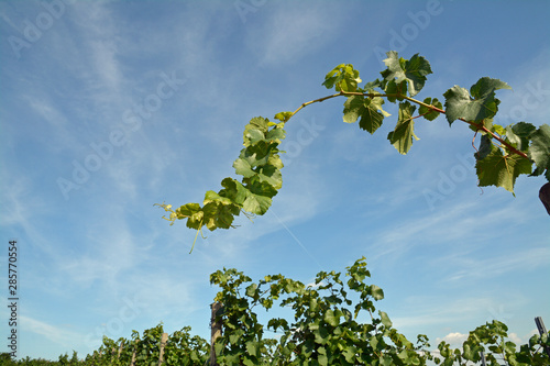 weinlaub photo