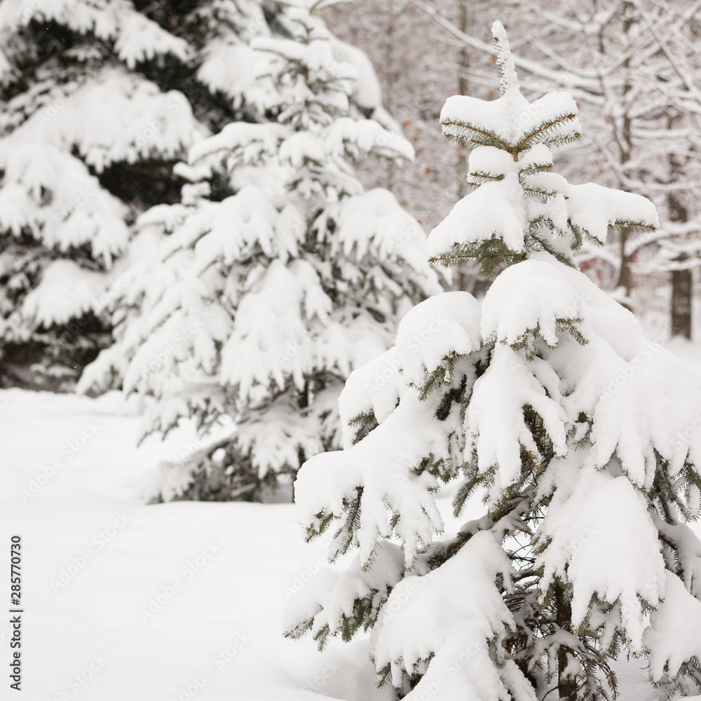 Closeup of fir branches covered with heavy snow. Winter background. Closeup of fir branches covered with heavy snow. Winter background.