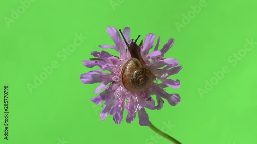 Little snail sits on a purple flower 4K