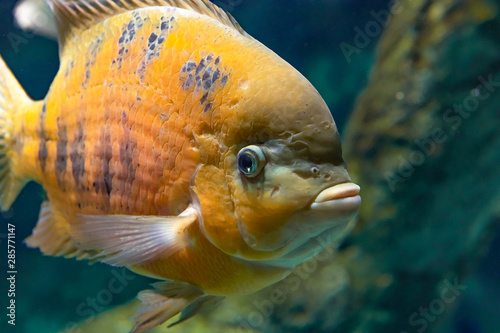 Beautiful aquarium fish cichlasoma bocourti, neetroplus bocourti, herichthys bocourti photo