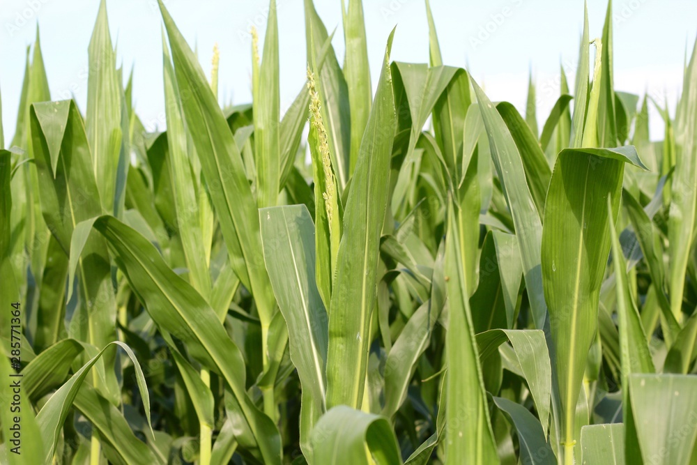 A close view of the green cornstalk leaves in the cornfield. A close view of the green cornstalk leaves in the cornfield.