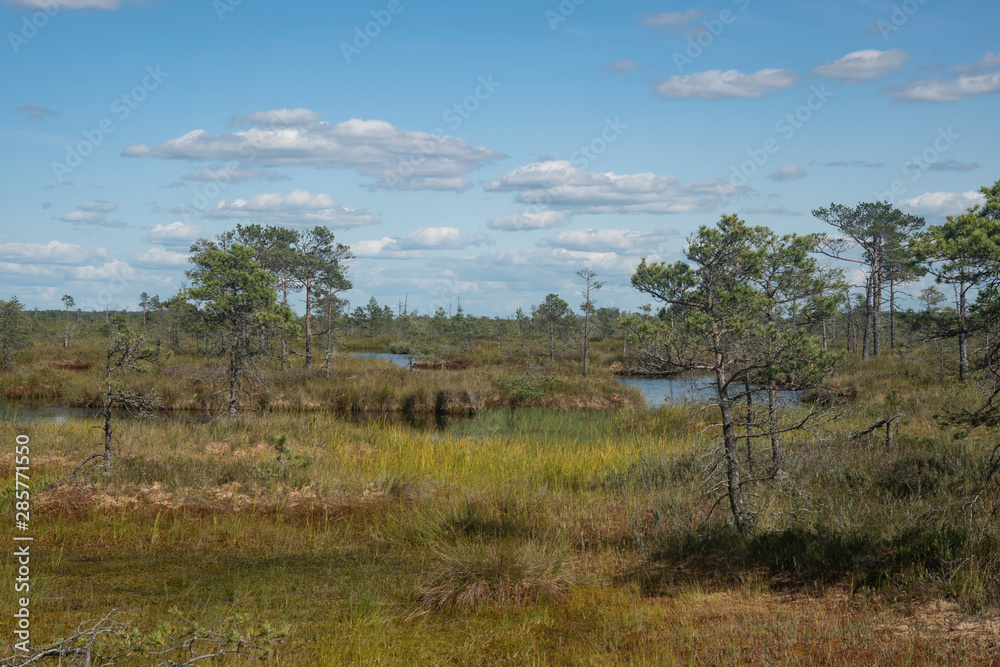 Lakes of Yelnya swamp - National Landscape Reserve, Belarus Lakes of Yelnya swamp - National Landscape Reserve, Belarus