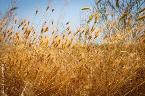 Wheat field. Harvesting and thanksgiving day