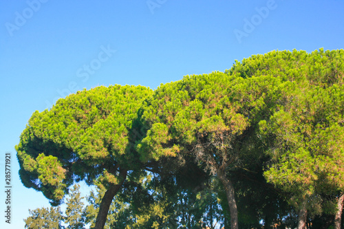 pine trees over the blue sky of the beach of huelva spain