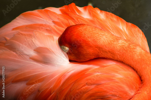Flamant Rose