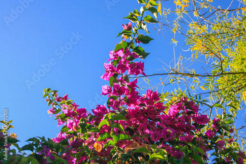 flowers and bushes on the blue sky of the beach of huelva spain © JAVIER