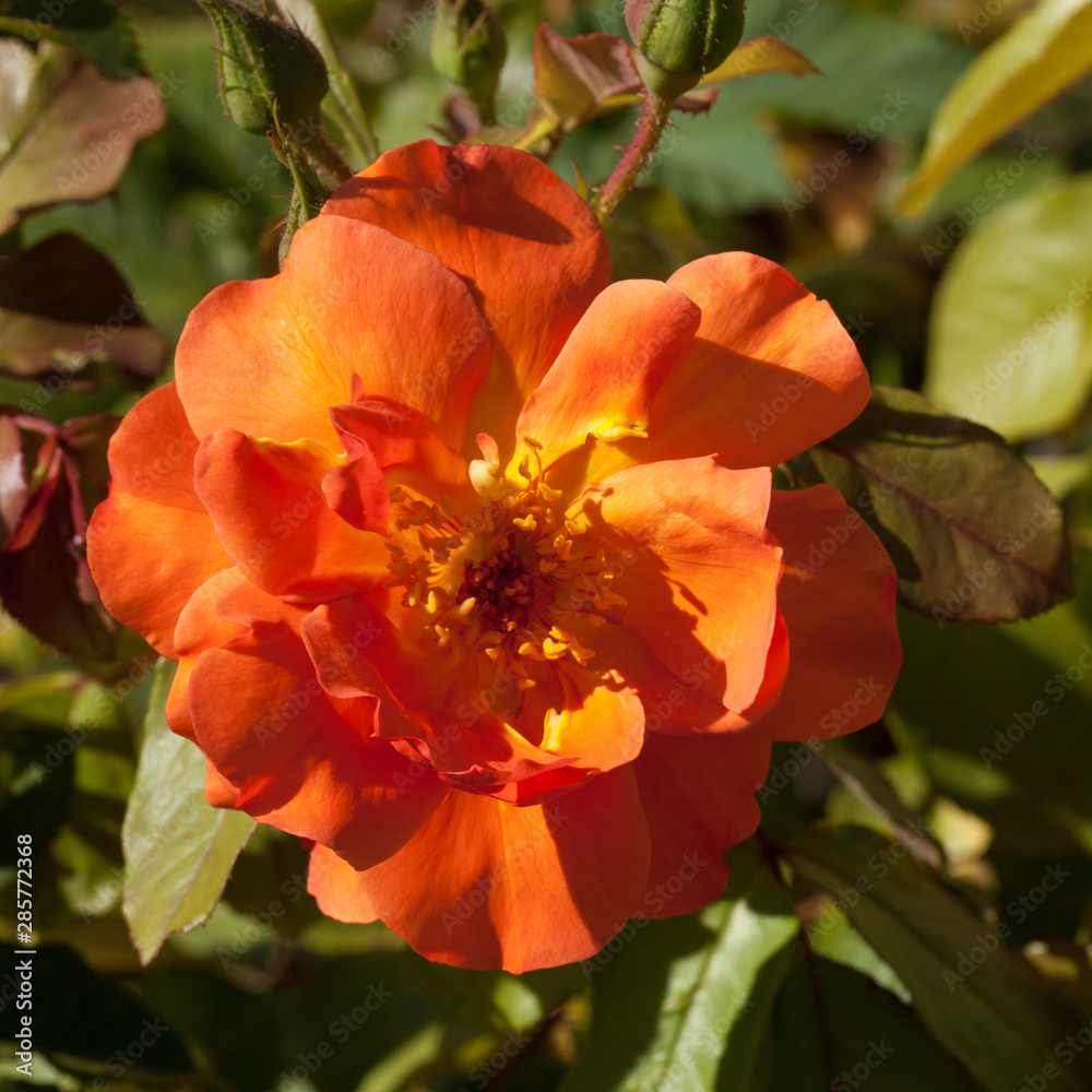 Naklejka premium Belle rose orangé