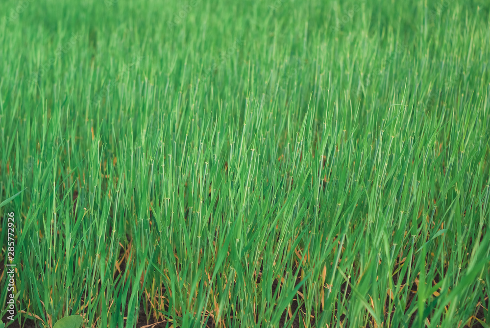 Obraz premium Green wheat field in sunset. Nice weather. Beautiful landscape