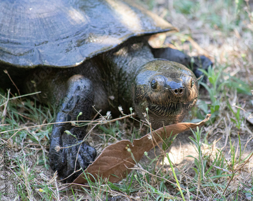tortue, podocémide, Madagascar