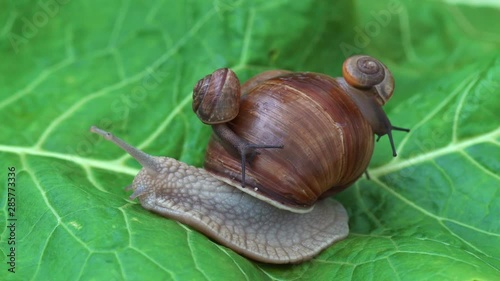 Snail family crawling on the green leaf 4K