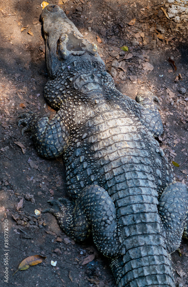 Crocodile or alligator close-up portrait Crocodile or alligator close-up portrait