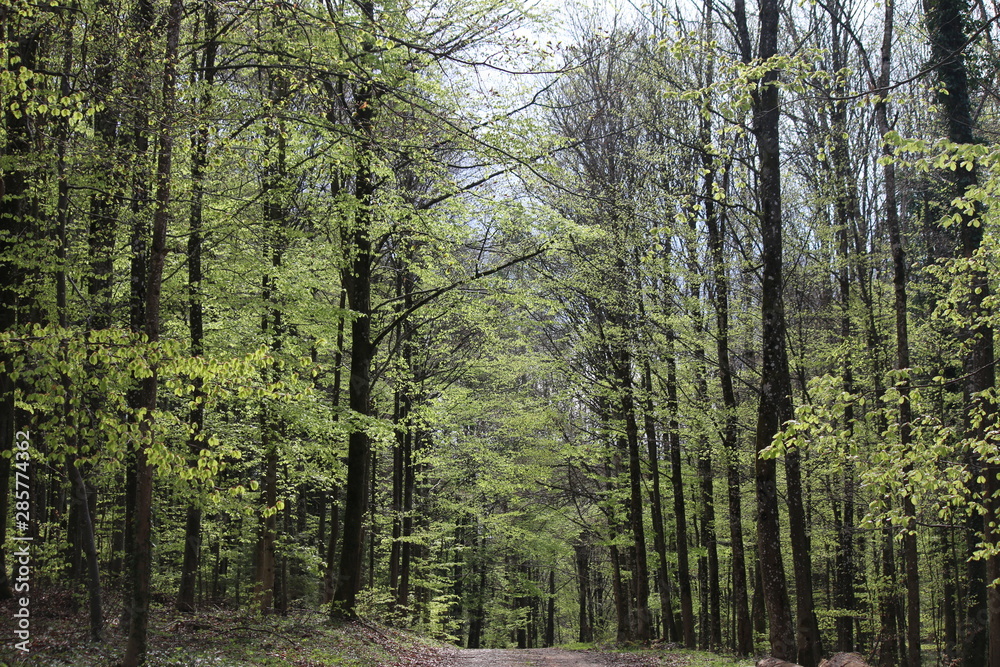 Obraz premium Wald im Frühling