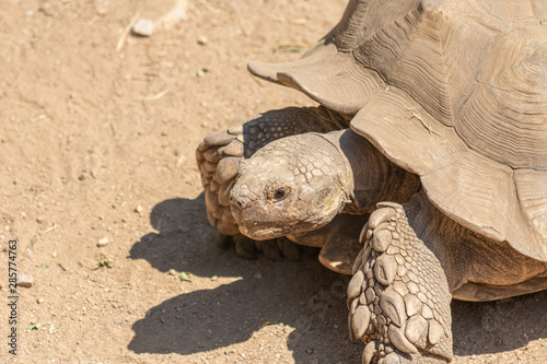 tortue, sillonnée