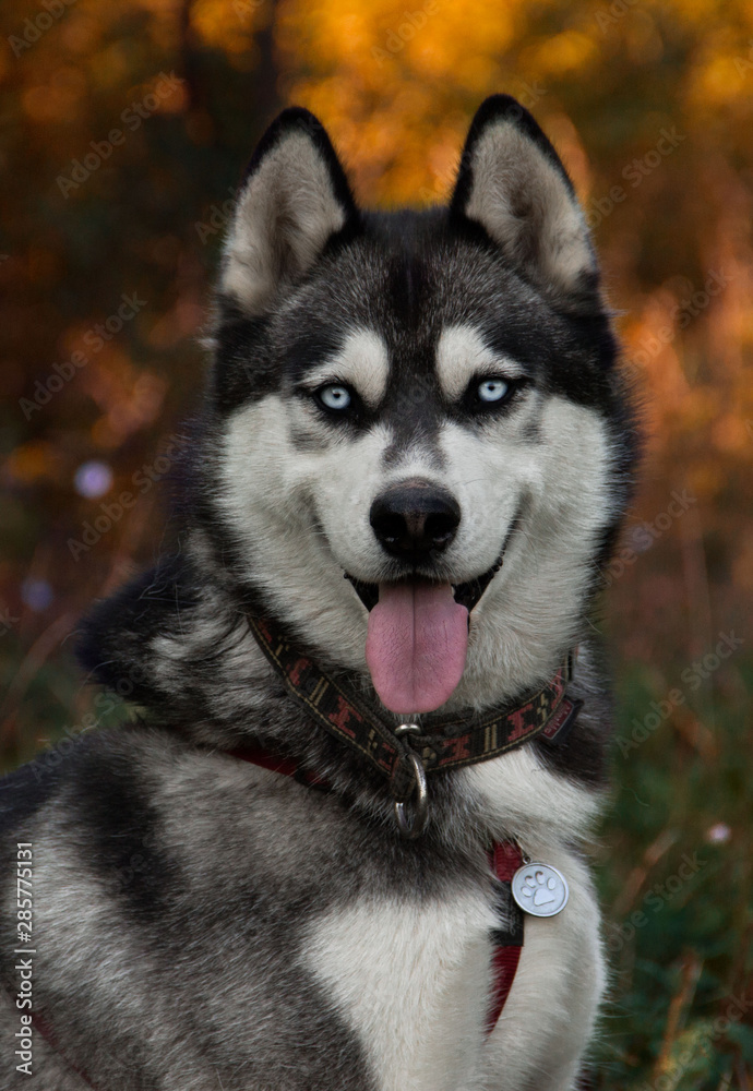  Husky dog ​​portrait with blue eyes