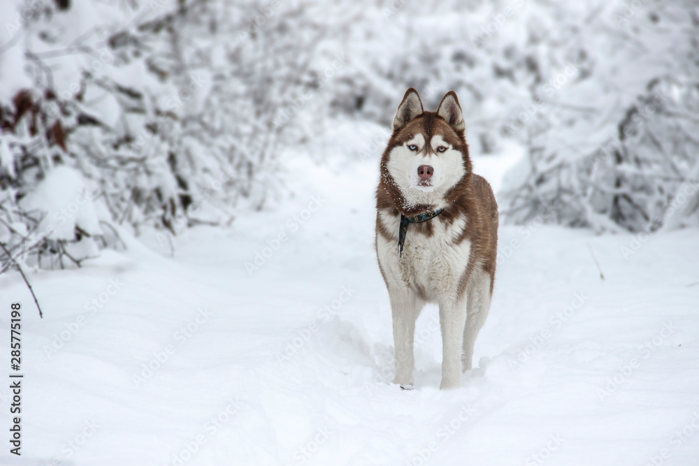 Siberian husky of a red color for a walk in a snowy forest