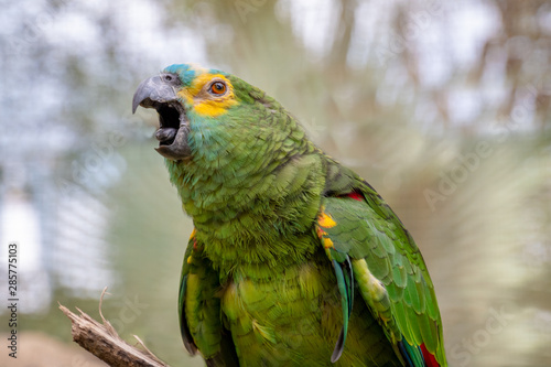 Green parrot popinjay close up with colorful feathers twittering in Malaysia photo